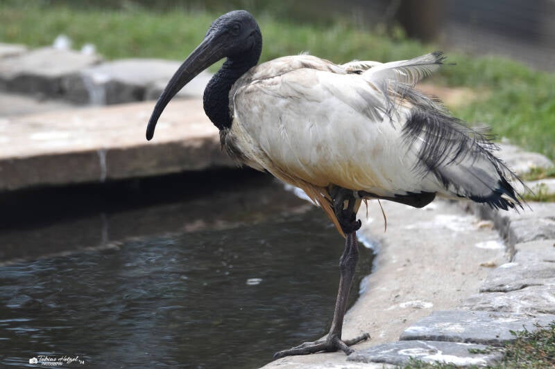Pharaonenibis | Vogelpark Schotten | 16.07.2022