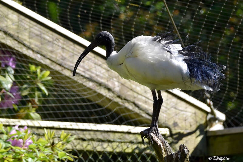Hellaugenibis