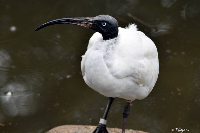 Hellaugenibis | Weltvogelpark Walsrode | 12.04.2021