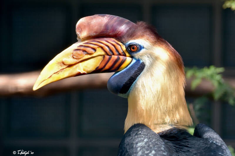 Helmhornvogel | Weltvogelpark Walsrode | 12.04.2021