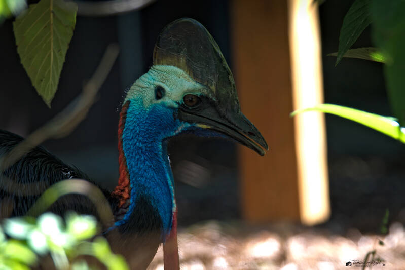 Helmkasuar (kein Unterartenstatus) | Zoo Heidelberg | 25.05.2026