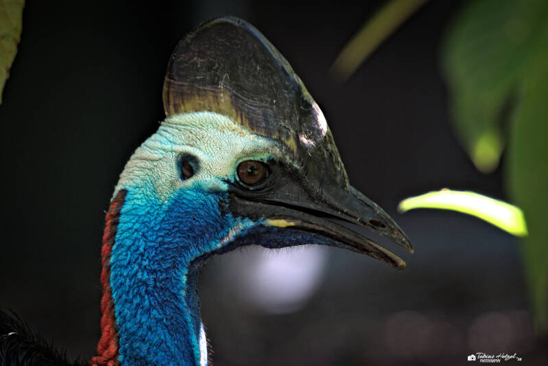 Helmkasuar (kein Unterartenstatus) | Zoo Heidelberg | 25.05.2026