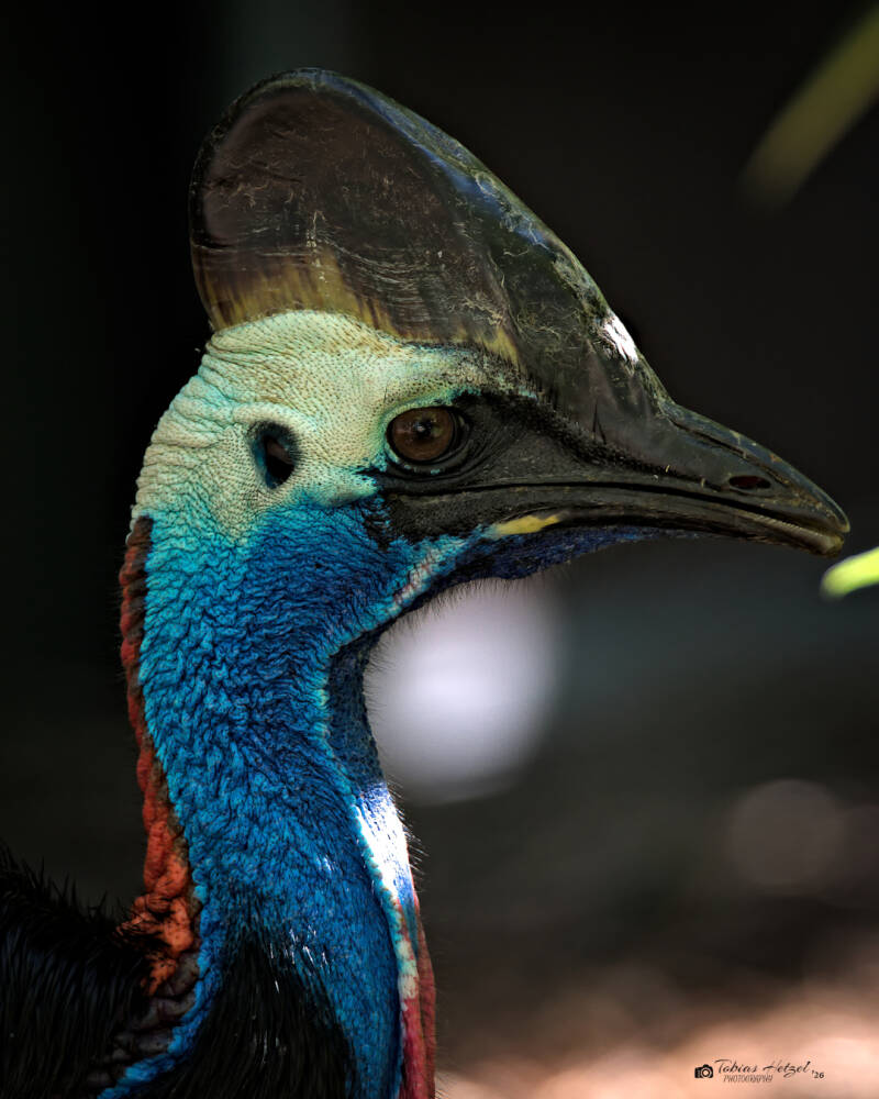 Helmkasuar (kein Unterartenstatus) | Zoo Heidelberg | 25.05.2026