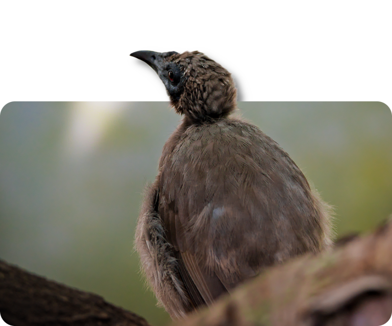 Helmlederkopf (kein Unterartenstatus)