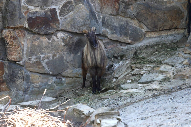 Himalaya-Tahr | Zoo Berlin | 26.05.2018