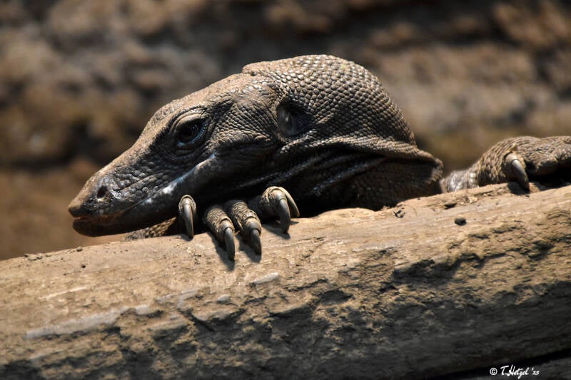 Hinterindischer Bindenwaran