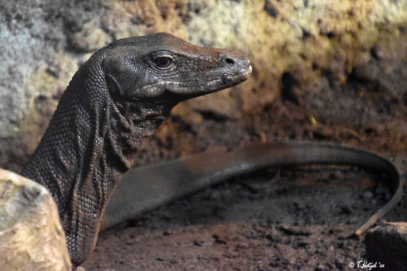 Hinterindischer Bindenwaran | Reptilium Landau | 28.12.2022