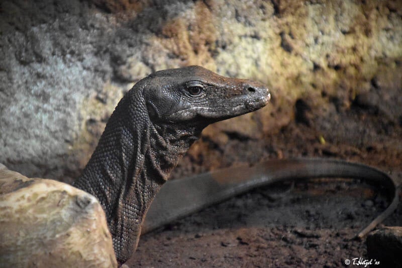 Hinterindischer Bindenwaran