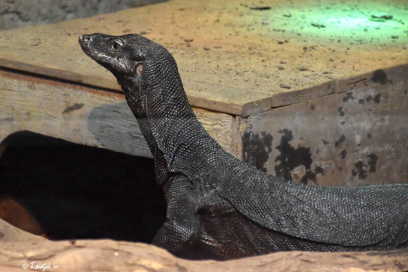 Hinterindischer Bindenwaran | Reptilium Landau | 28.12.2022