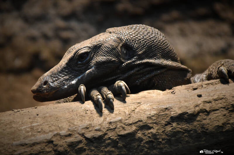 Hinterindischer Bindenwaran | Reptilium Landau | 09.12.2023