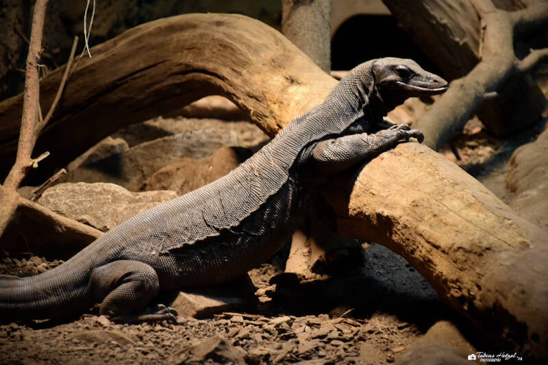 Hinterindischer Bindenwaran | Reptilium Landau | 09.12.2023