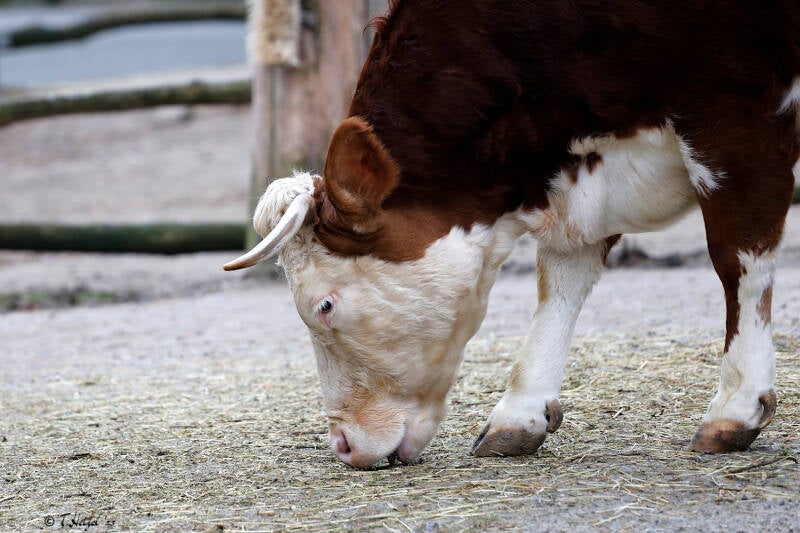 Hinterwälder Rind | Zoo Duisburg | 23.01.2018