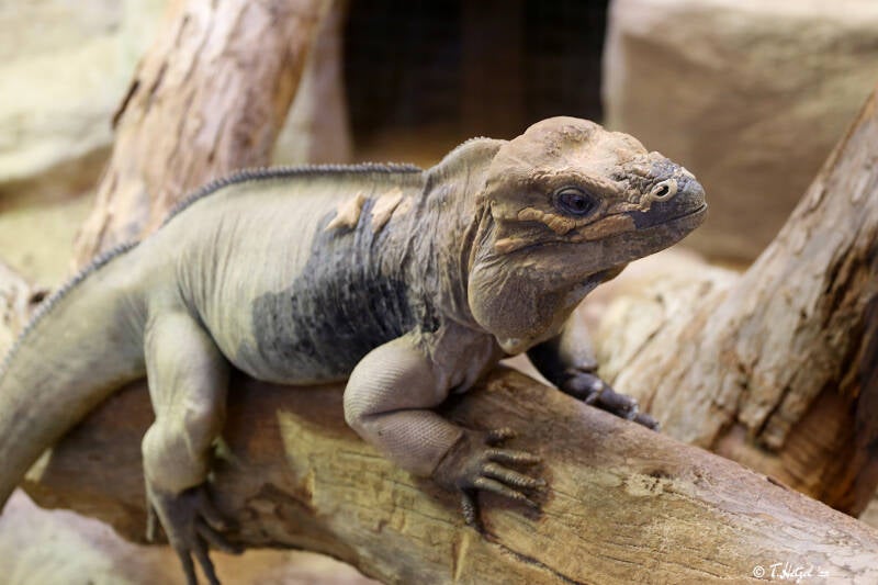 Hispaniola-Nashornleguan | Zoo Kaiserslautern | 13.08.2018