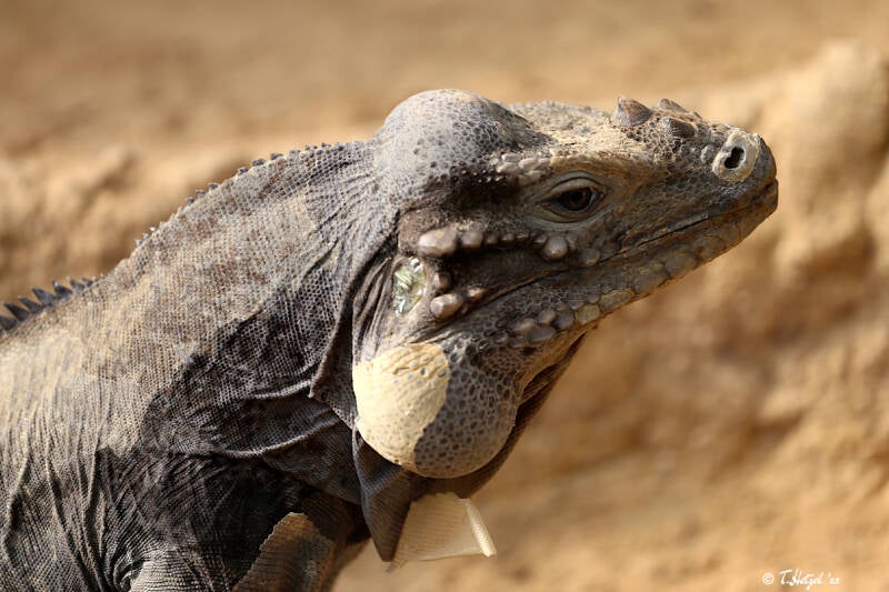 Hispaniola-Nashornleguan | Zoo Frankfurt | 09.10.2018