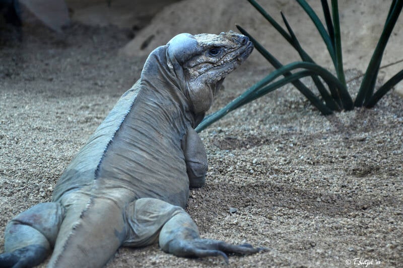 Hispaniola-Nashornleguan | Reptilium Landau | 28.12.2022