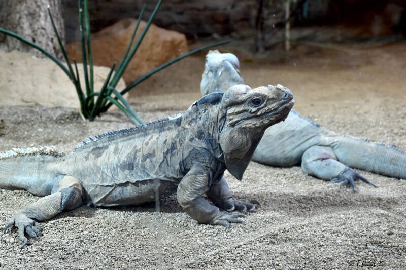 Hispaniola-Nashornleguan | Reptilium Landau | 28.12.2022