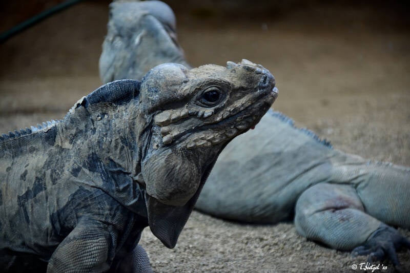 Hispaniola-Nashornleguan