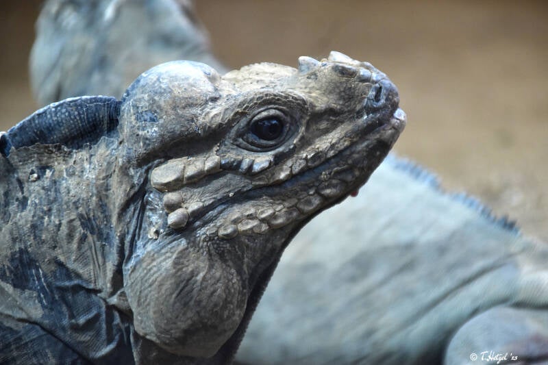 Hispaniola-Nashornleguan | Reptilium Landau | 28.12.2022