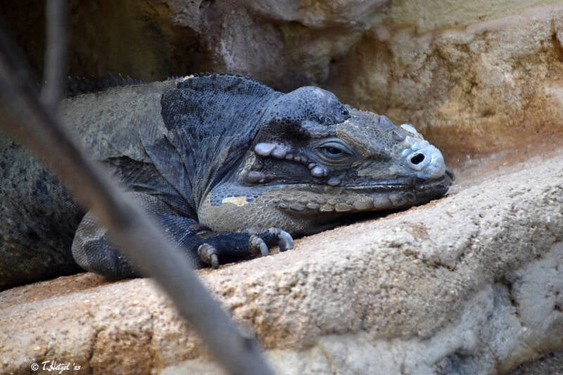 Hispaniola-Nashornleguan | Zoo Frankfurt | 21.04.2023