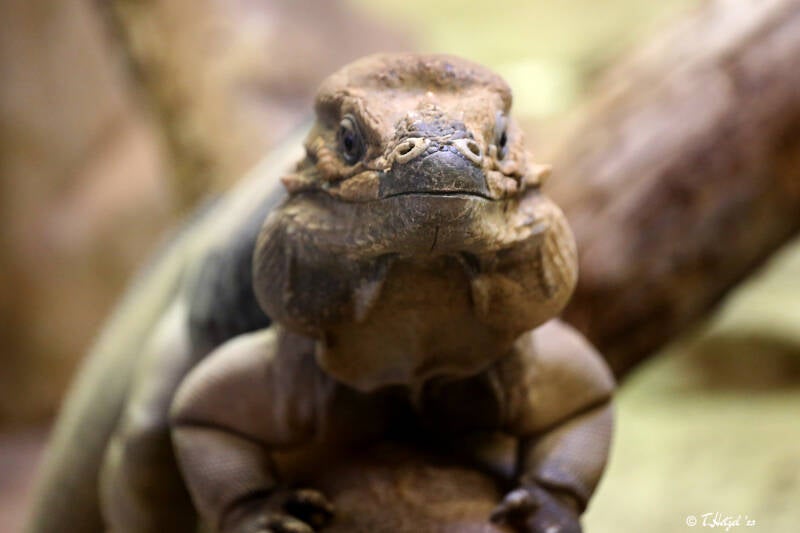Hispaniola-Nashornleguan | Zoo Kaiserslautern | 13.08.2018