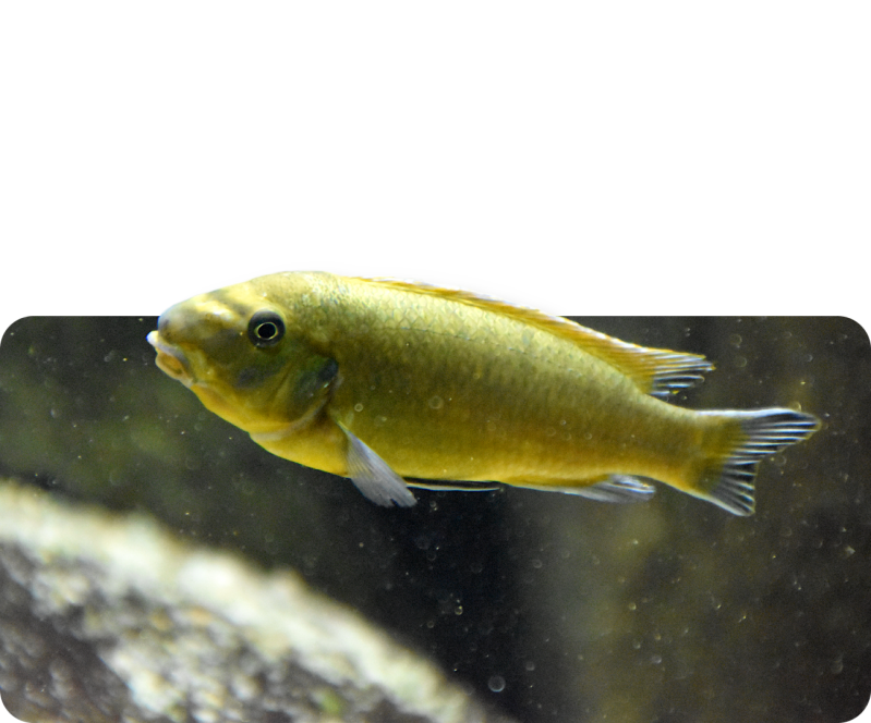 Hochrückiger Schabemundbuntbarsch