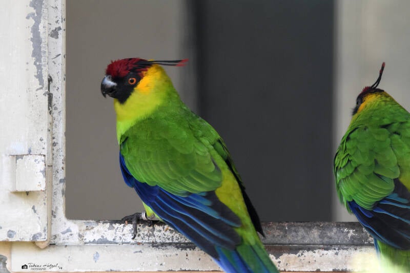 Hornsittich | Weltvogelpark Walsrode | 12.04.2021