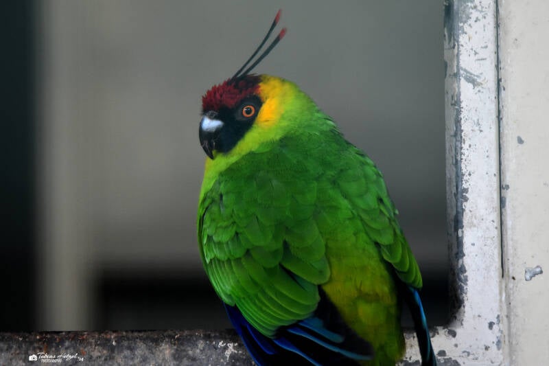 Hornsittich | Weltvogelpark Walsrode | 12.04.2021