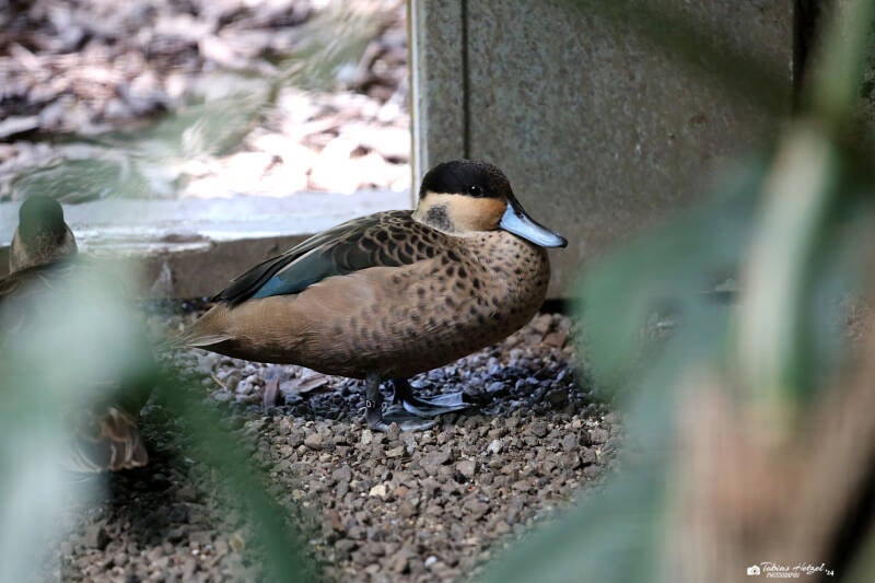 Pünktchenente | Zoo Berlin | 26.05.2018