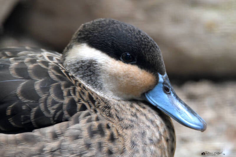 Pünktchenente | Haustierhof Reutemühle, Überlingen-Bambergen | 05.07.2020