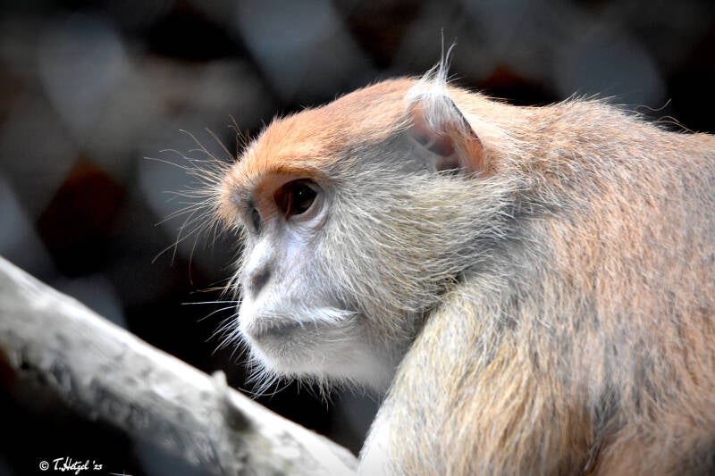 Husarenaffe (kein Unterartenstatus) | Tierpark Gotha | 01.08.2022