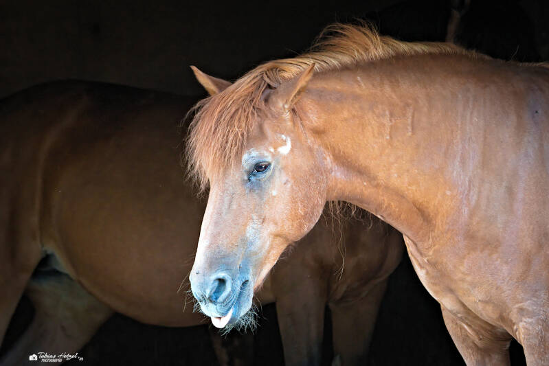 Huzule | Zoo Decin | 11.07.2025