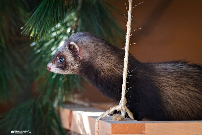 Iltisfrett | Wildpark Alte Fasanerie, Hanau Klein-Auheim | 01.03.2026