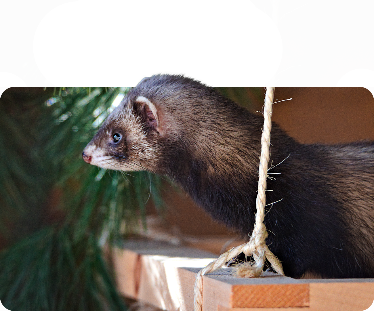 Iltisfrett