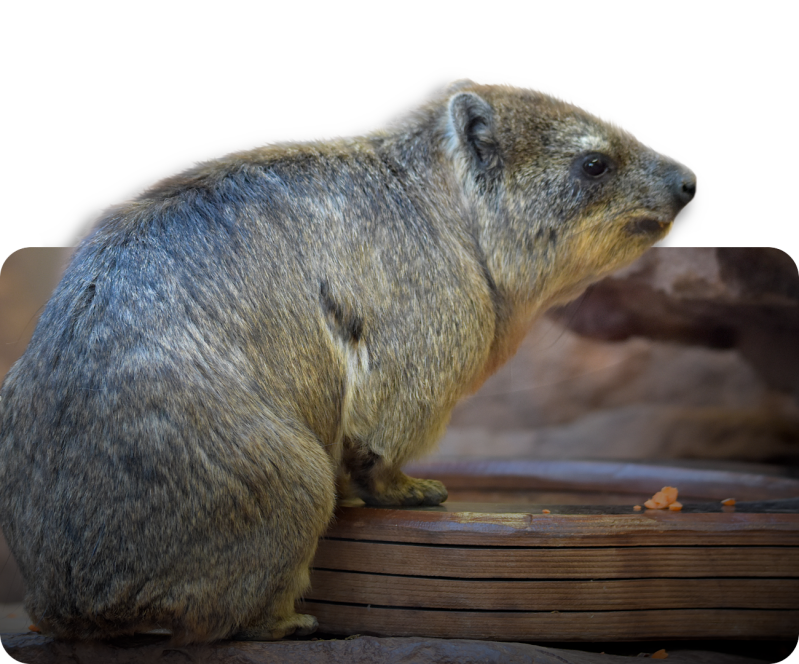 Kap-Klippschliefer (Nominatform)