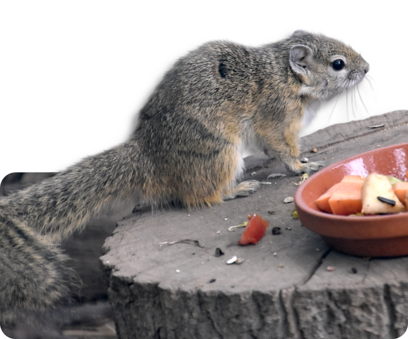 Smith-Buschhörnchen