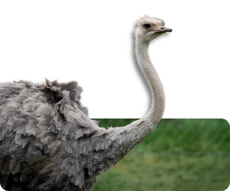 Strauß (kein Unterartenstatus)