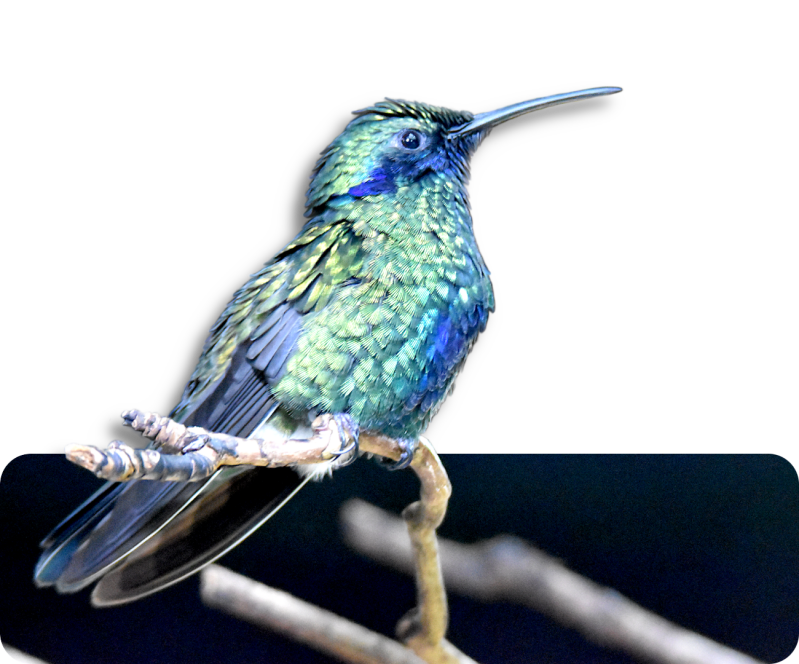 Glanz-Veilchenohrkolibri