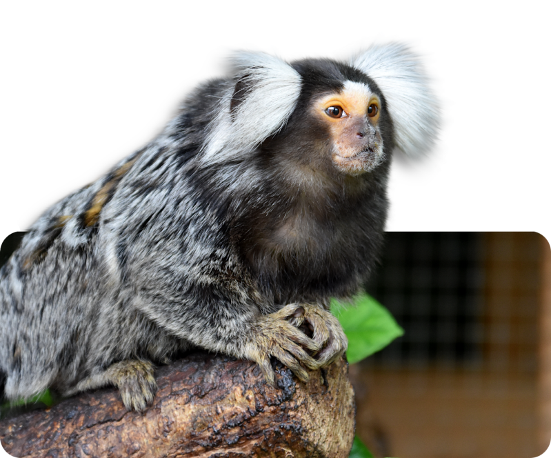 Weißbüscheläffchen