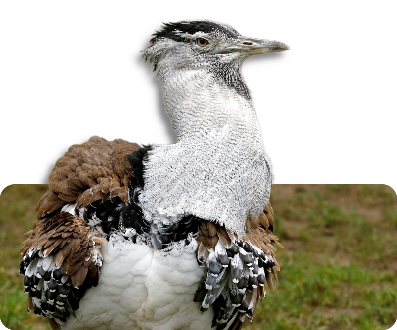 Südliche Riesentrappe