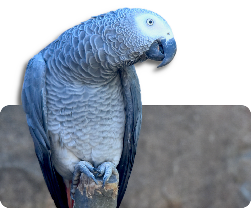 Graupapagei (kein Unterartenstatus)