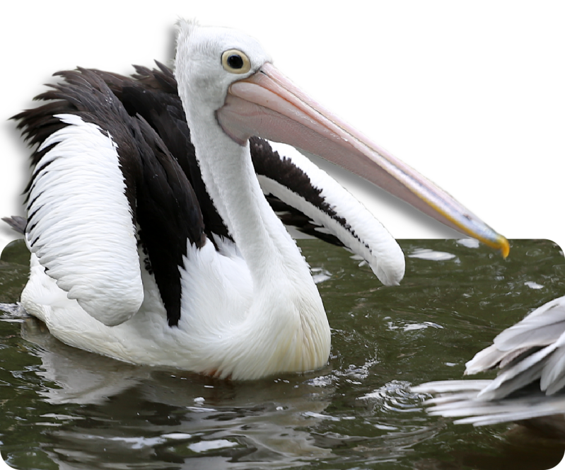 Brillenpelikan