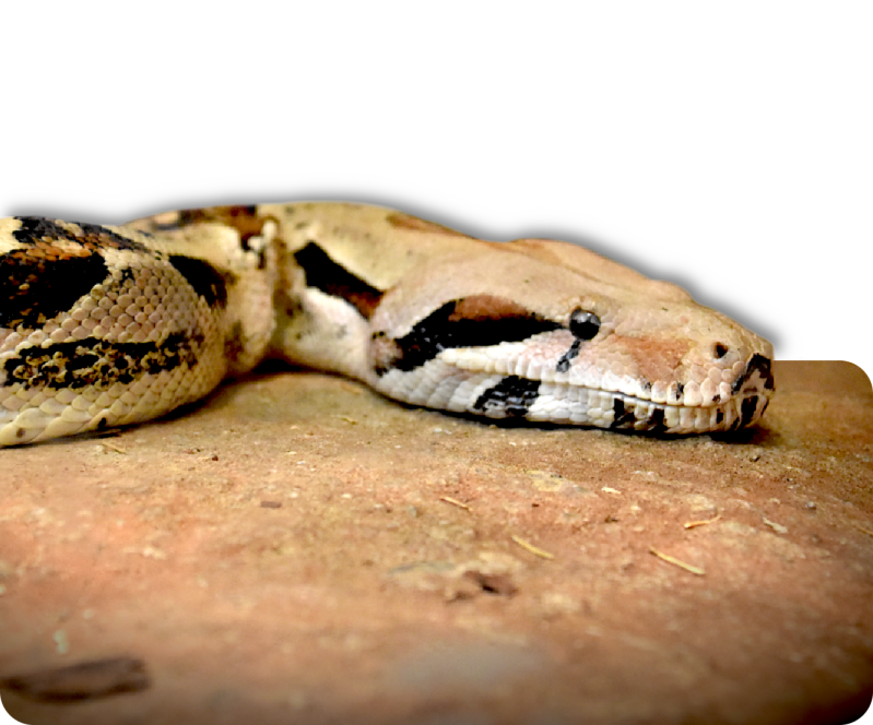 Abgottschlange (kein Unterartenstatus)