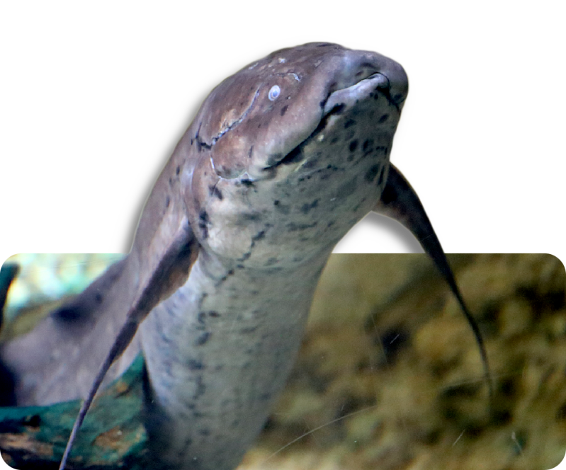 Westafrikanischer Lungenfisch