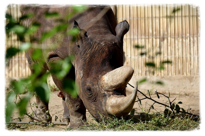 Südzentralafrikanischs Spitzmaulnashorn