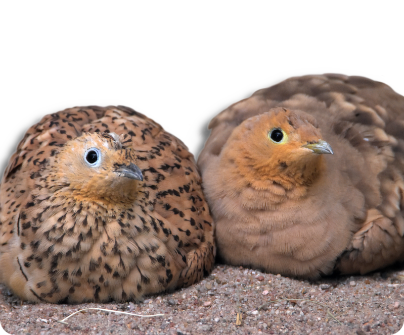 Braunbrust-Flughuhn (kein Unterartenstatus)