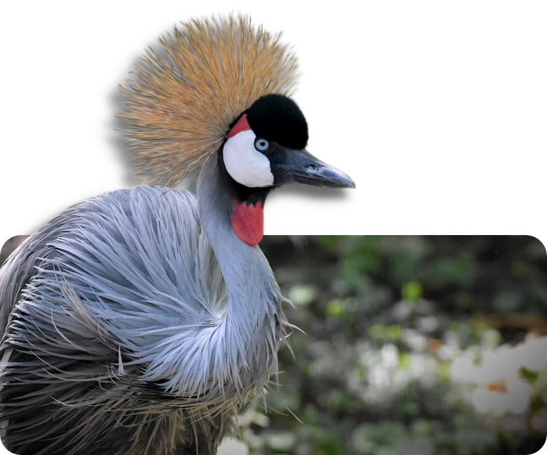 Grauhals-Kronenkranich (kein Unterartenstatus)