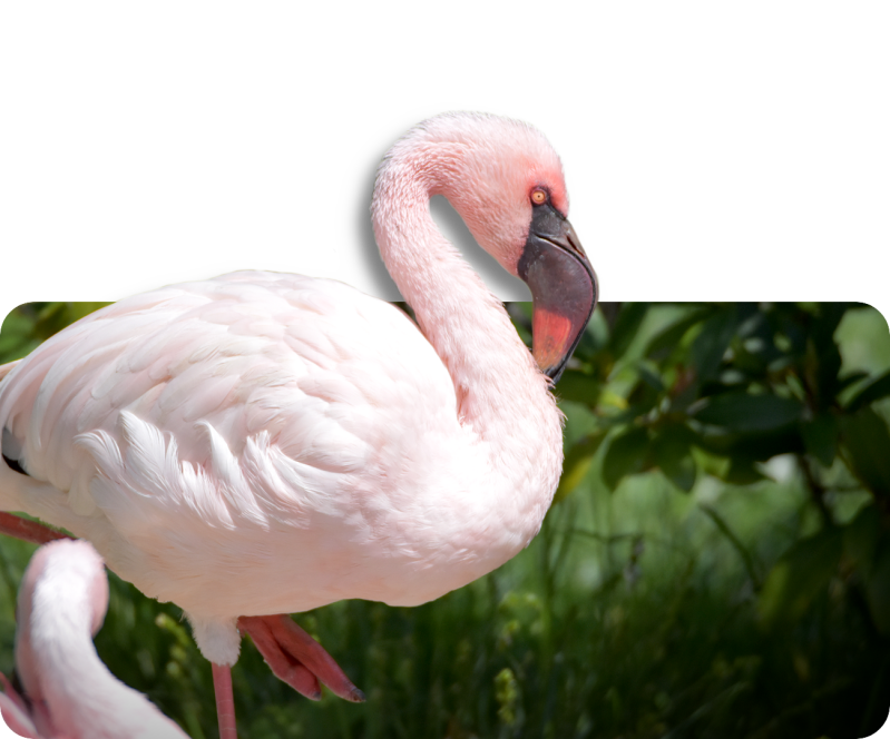 Zwergflamingo