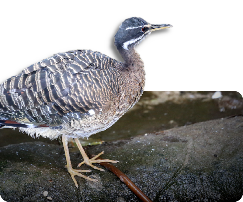 Sonnenralle (kein Unterartenstatus)