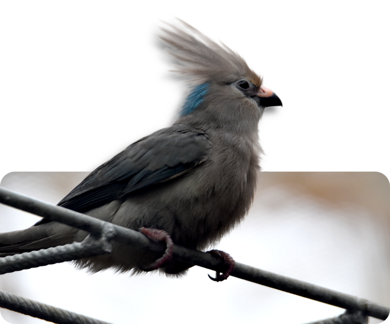 Blaunacken-Mausvogel