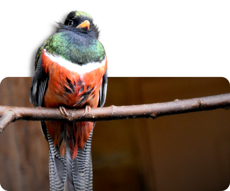Jungferntrogon